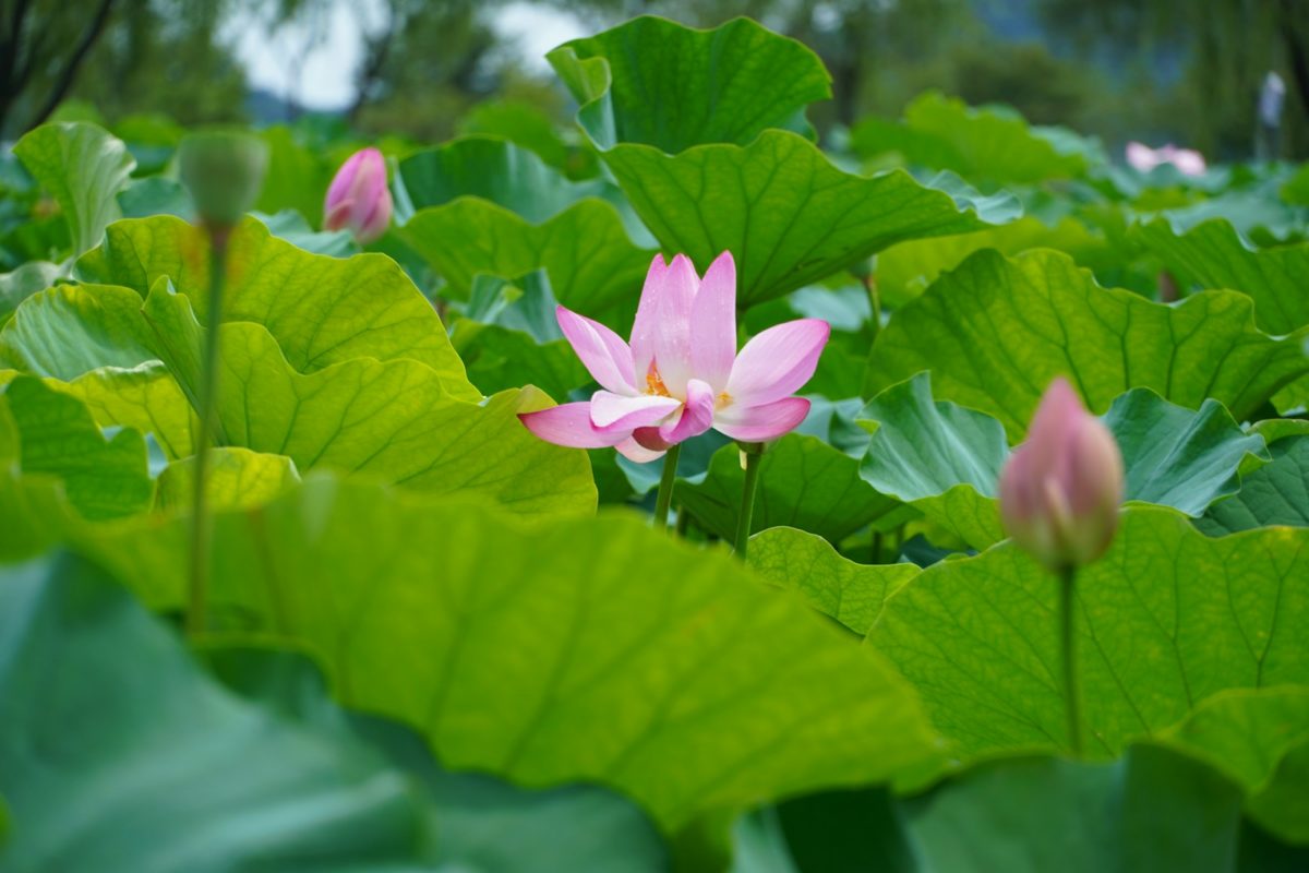 A pink flower sitting on top of a lush green field